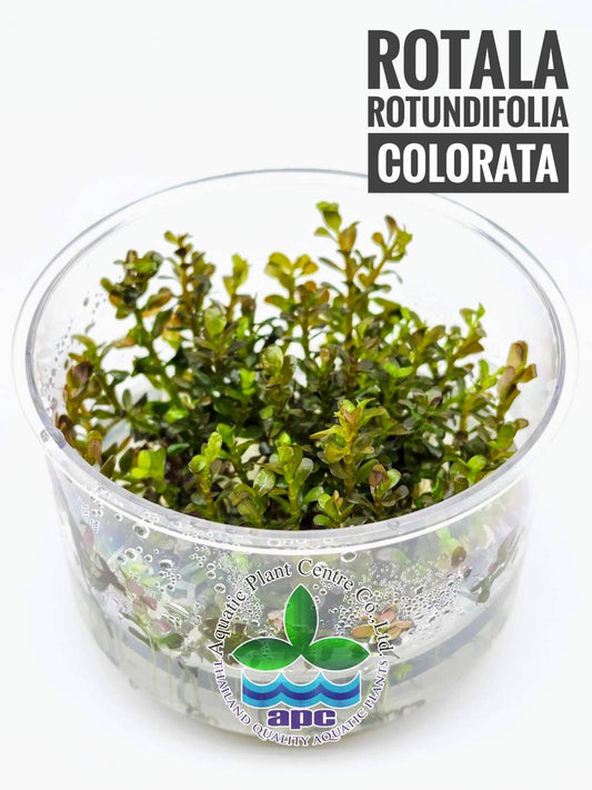 Rotala rotundifolia sp. colorata T/C CUP