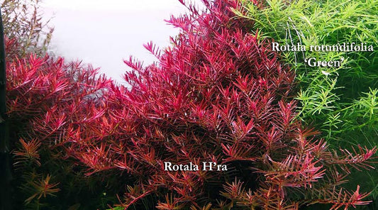 Rotala rotundifolia 'Hra'