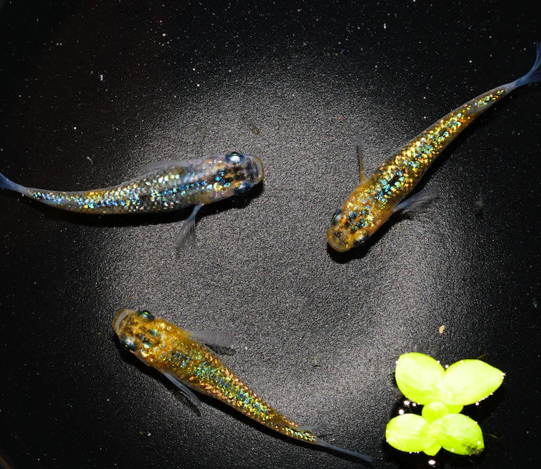 Lame Rice Fish Black Lame ricefish (Medaka) – Aquapets ( KowloonAquarium)