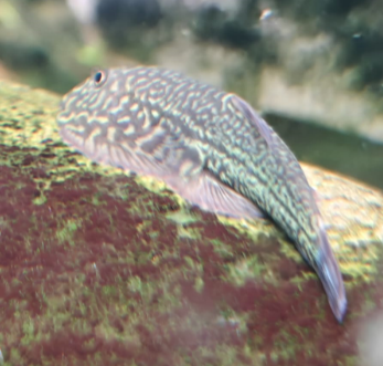 gastromyzon cf. Ridens