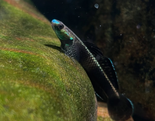 Palauan Riffle Goby (Stiphodon Pelewensis)