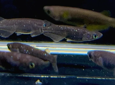 Black Sparkle Ricefish