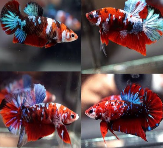 Koi Galaxy Betta