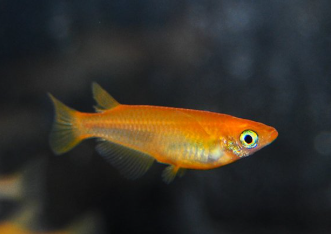 Orange Medaka Ricefish (Oryzias latipes) mixed grade