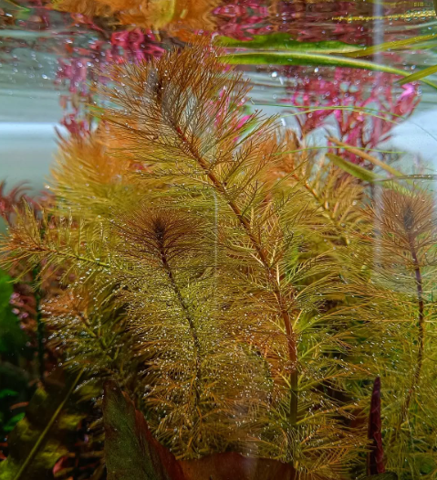 myriophyllum roraima Tissue culture