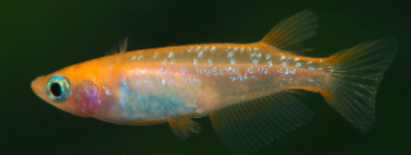 Orange Sparkle Ricefish