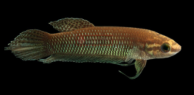 Betta Simorum