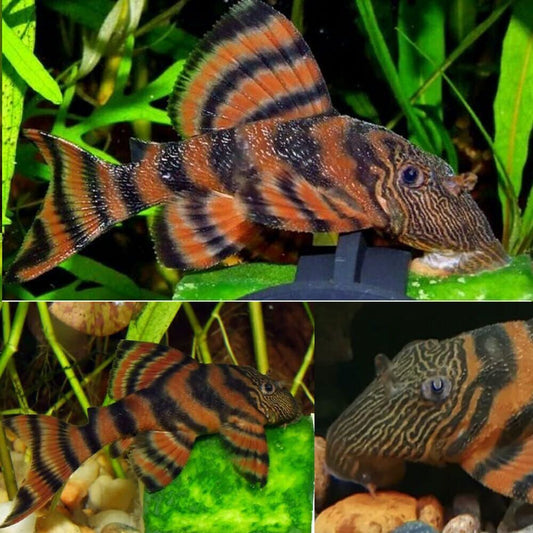 L397 Alenquer Pleco