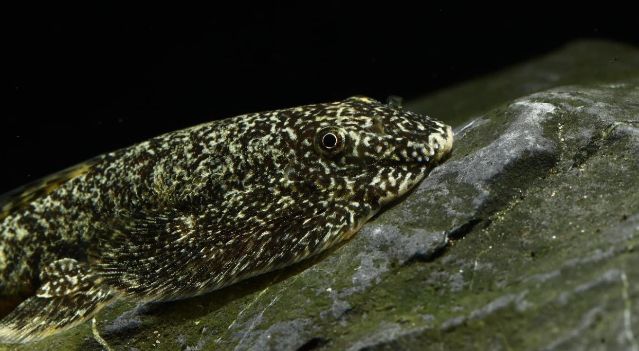 Calico Hillstream Loach (Sewellia Calico)