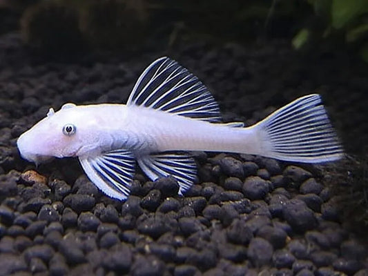 Ancistrus temminckii - Snow White BristleNose