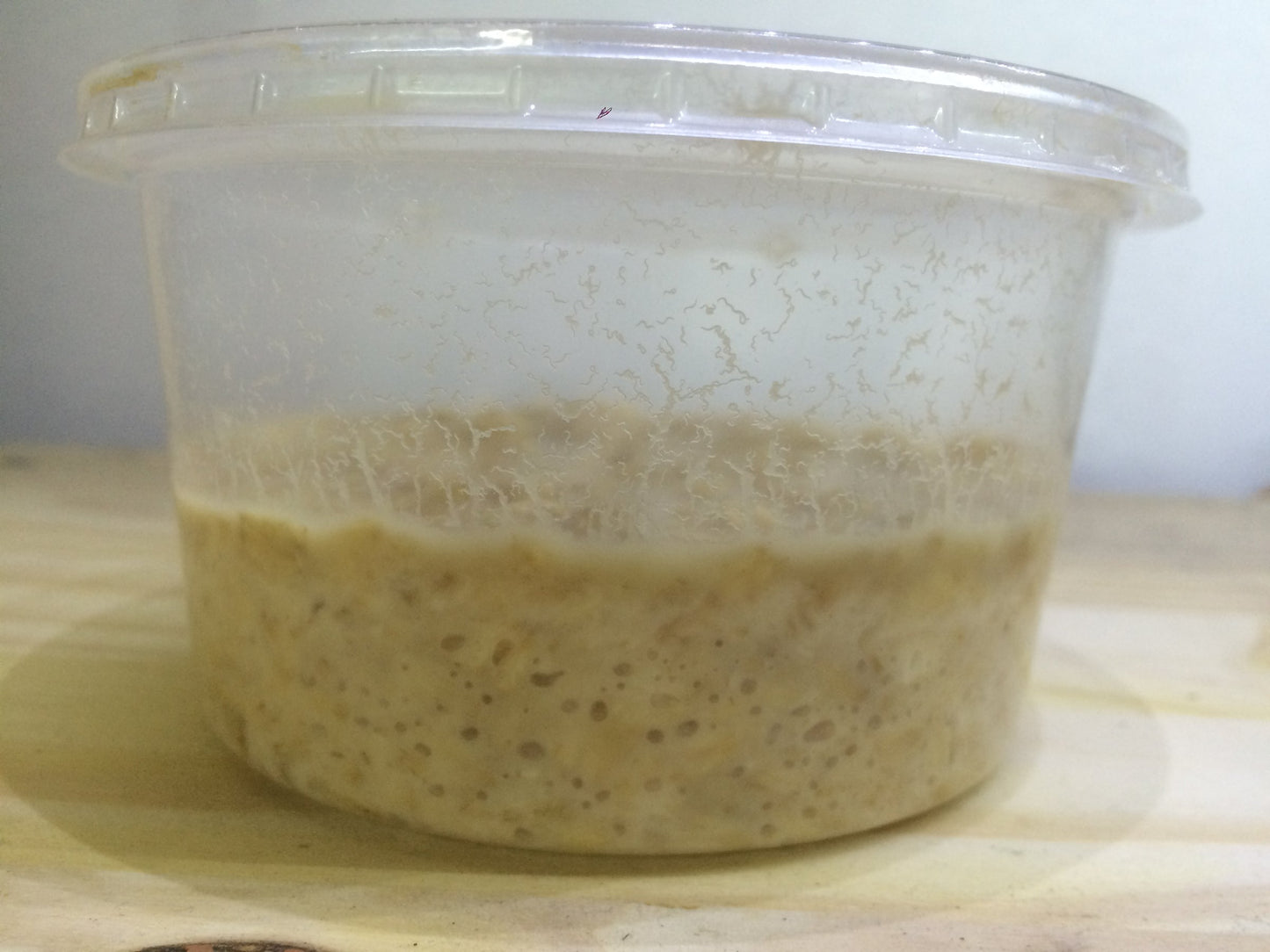 Live Micro Worm Culture