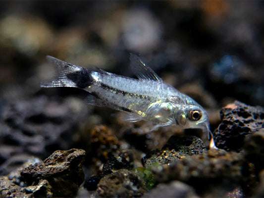 Tail Spot Corydoras (Corydoras Hastatus)