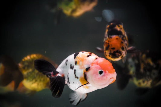 Calico Ranchu (Carassius auratus)
