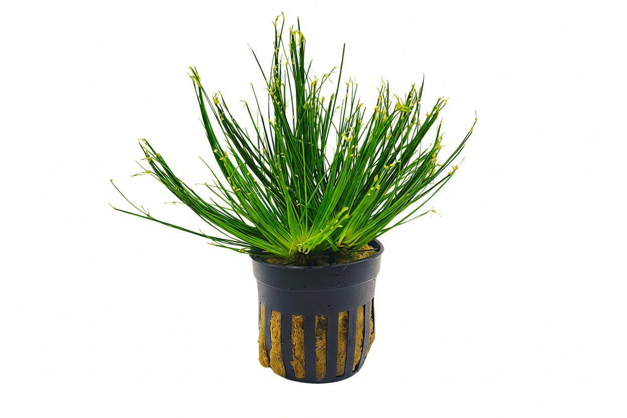 Cyperus Haspan