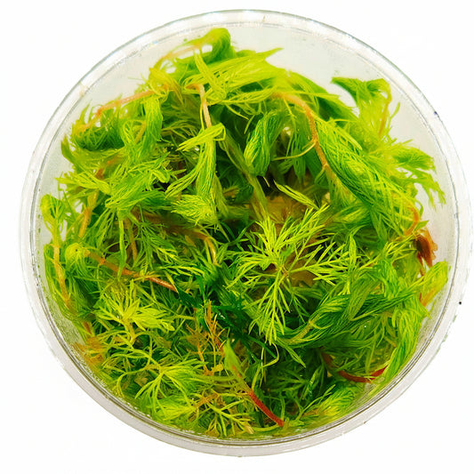 Myriophyllum mattogrossense - Golden T/C