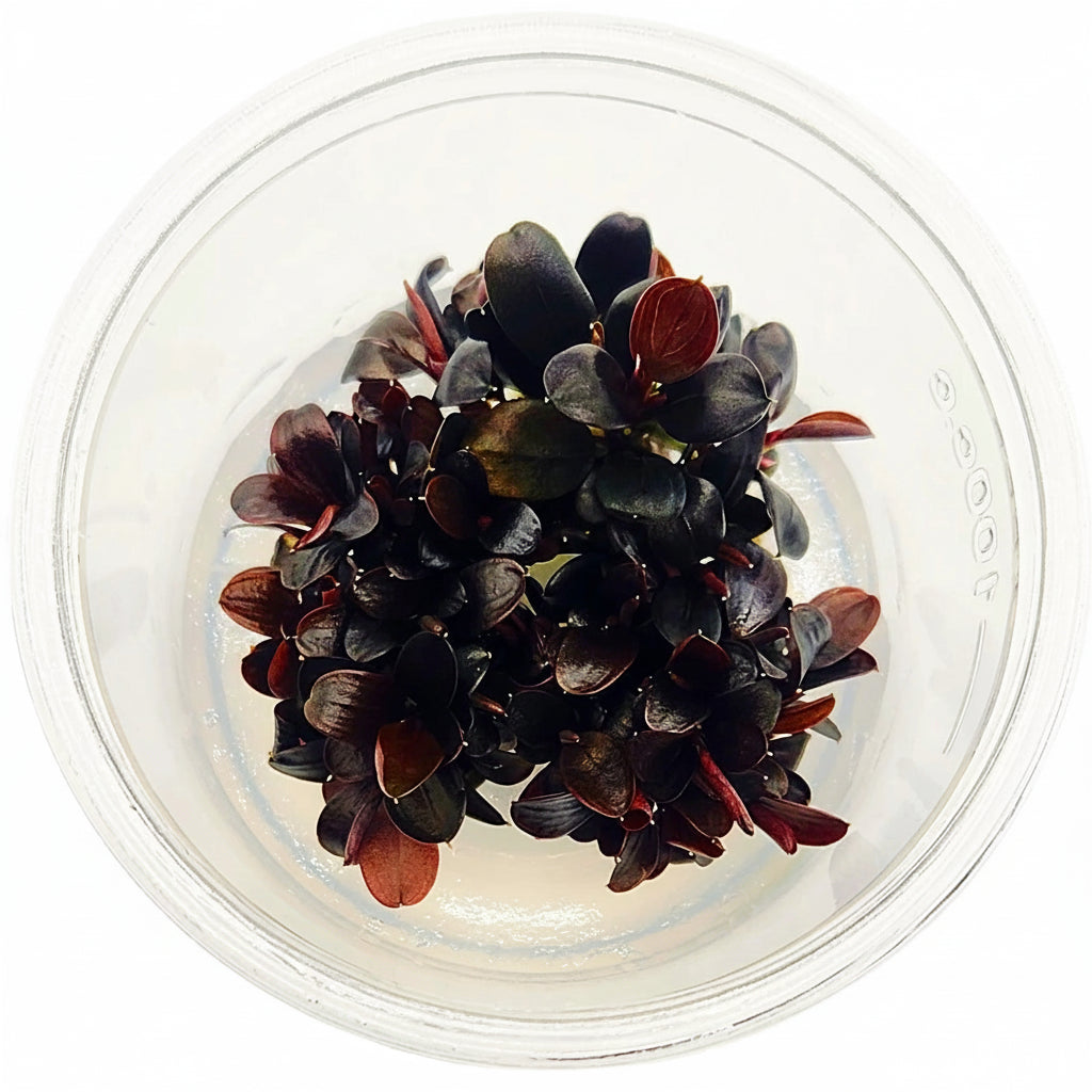 Bucephalandra Brownie Neo