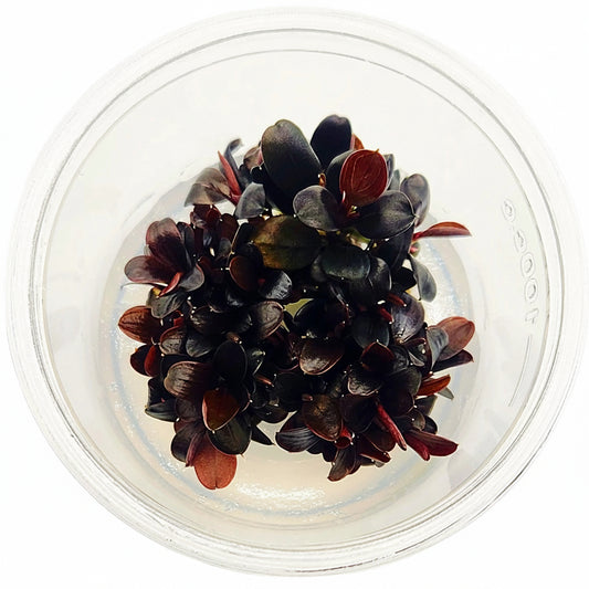 Bucephalandra Brownie Neo