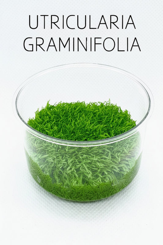 Utricularia Graminifolia T/C CUP
