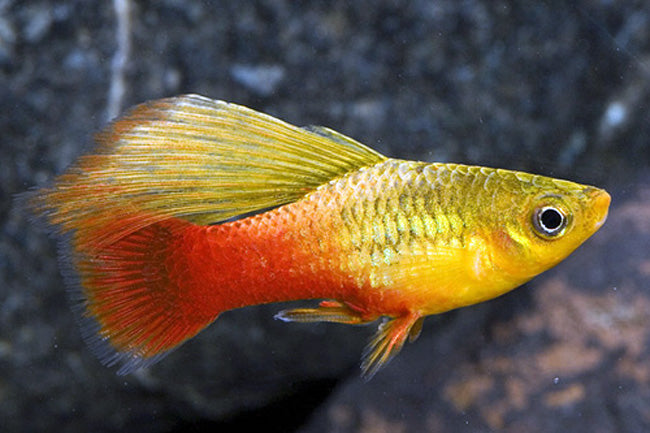 Highfin Sunset Platy(more female than male please contact for stocking)