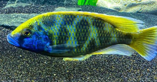 Venustus Cichlid (Nimbochromis venustus)