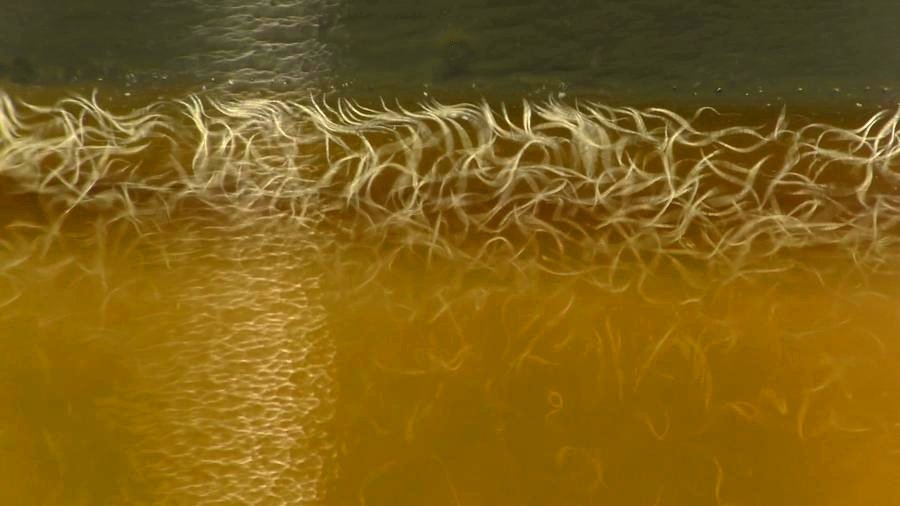 Live Vinegar Eels culture