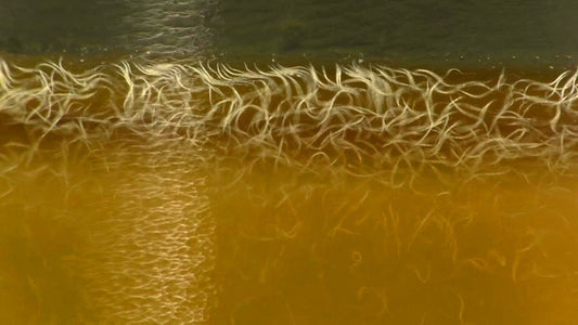 Live Vinegar Eels culture