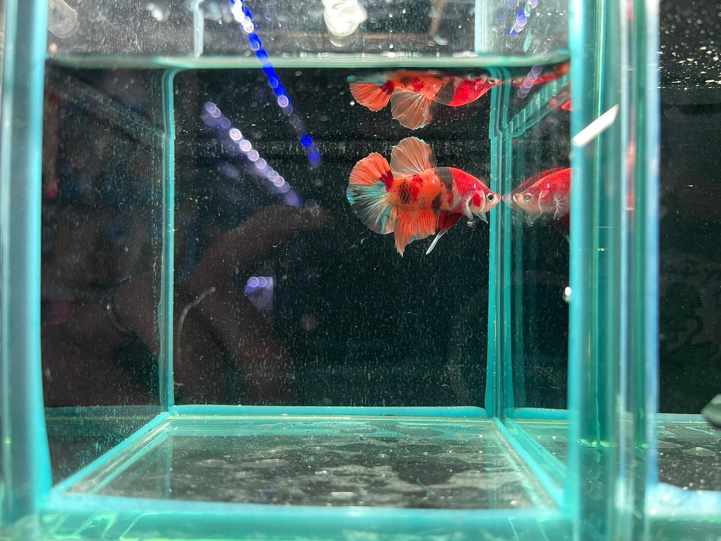Male Nemo Candy Betta