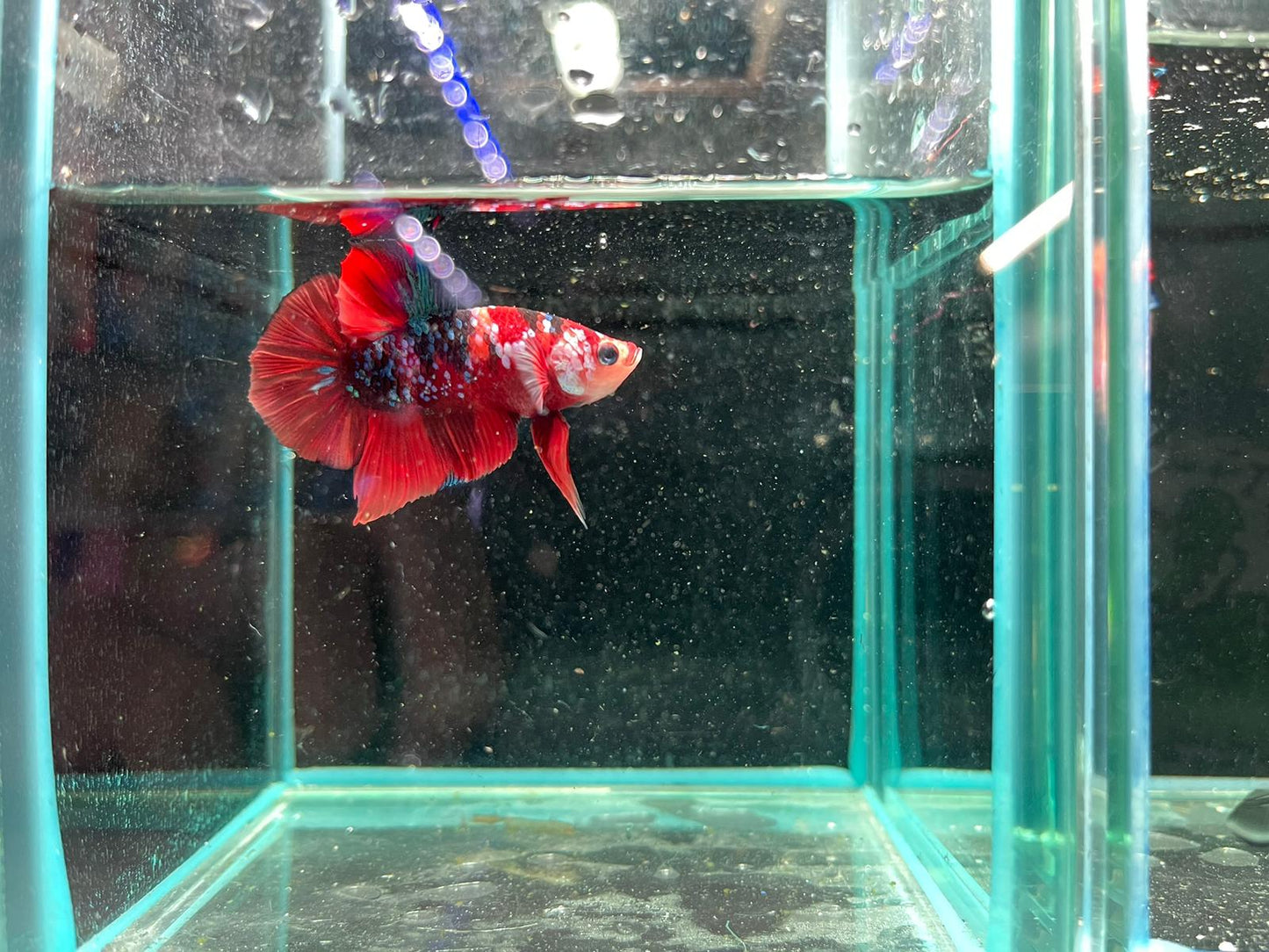 Male Nemo Candy Betta