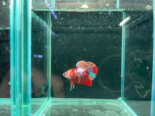 Male Nemo Candy Betta