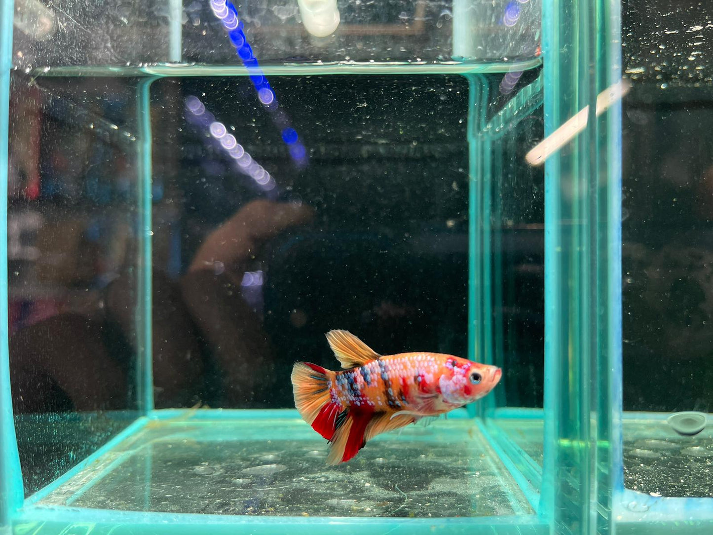 Male Nemo Candy Betta