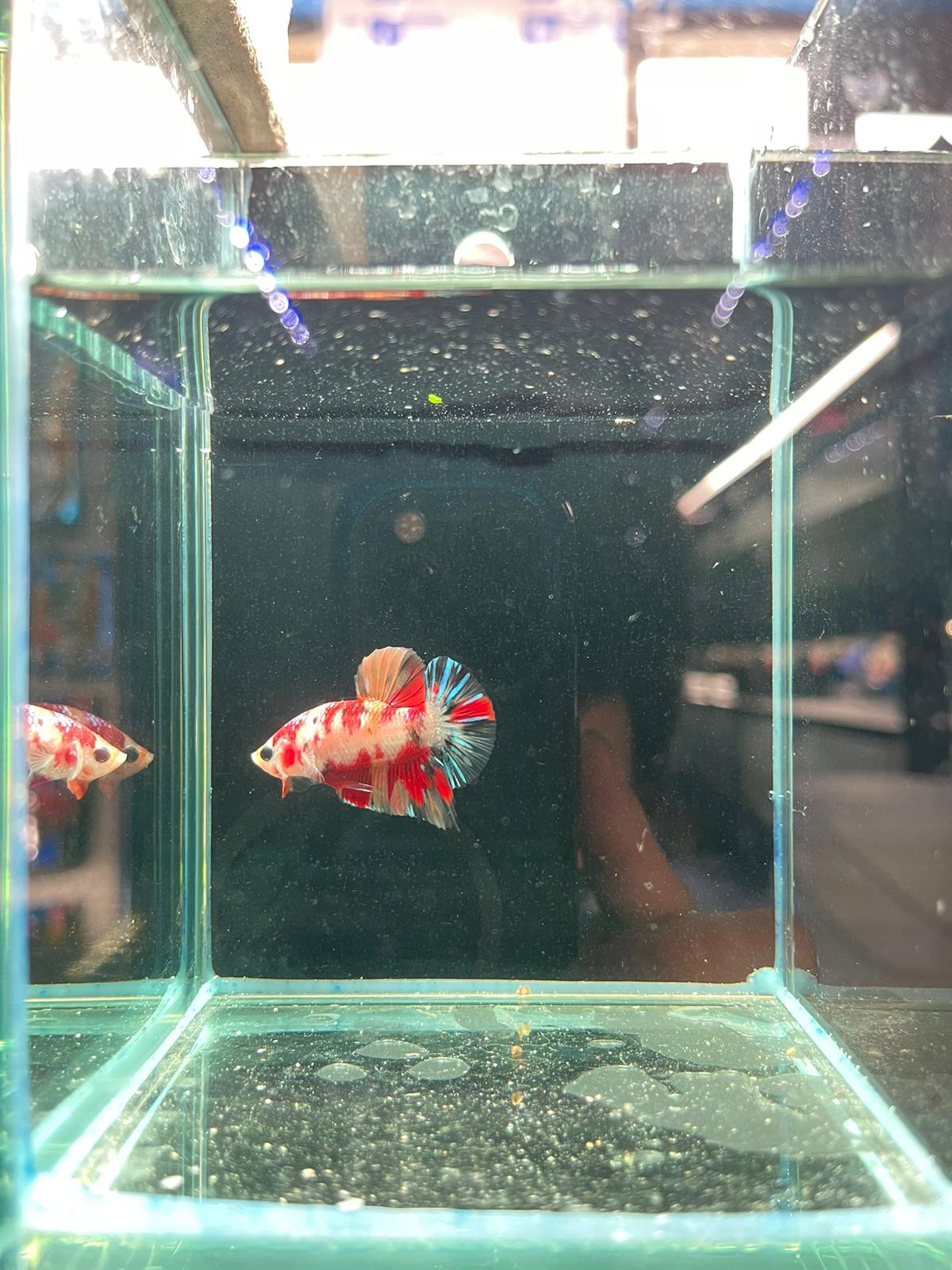 Male Nemo Candy Betta