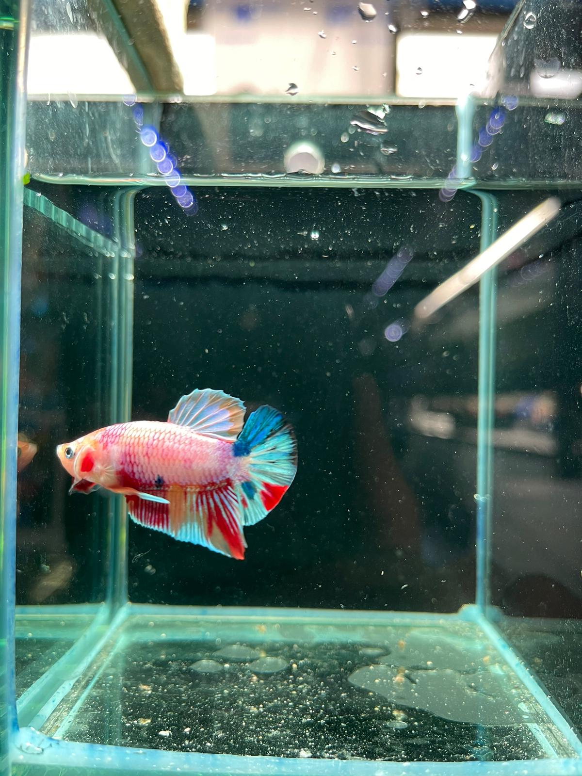 Male Nemo Candy Betta