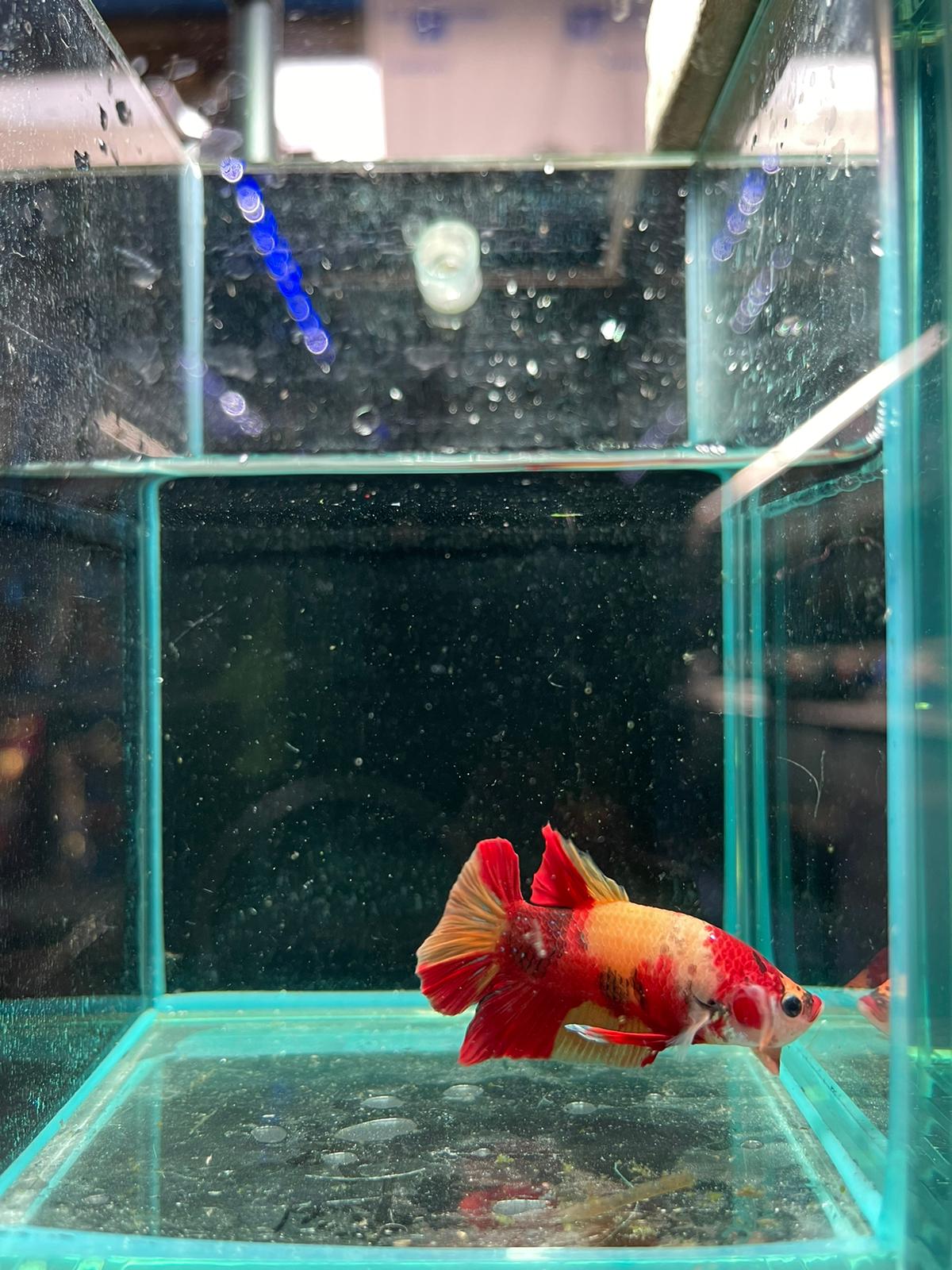 Male Nemo Candy Betta