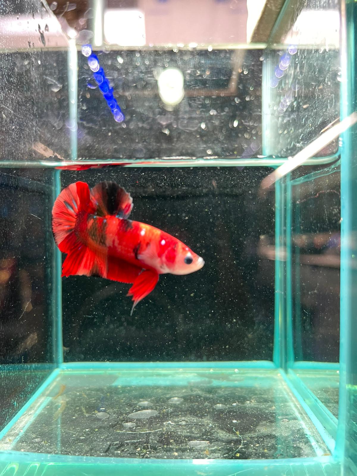 Male Nemo Candy Betta