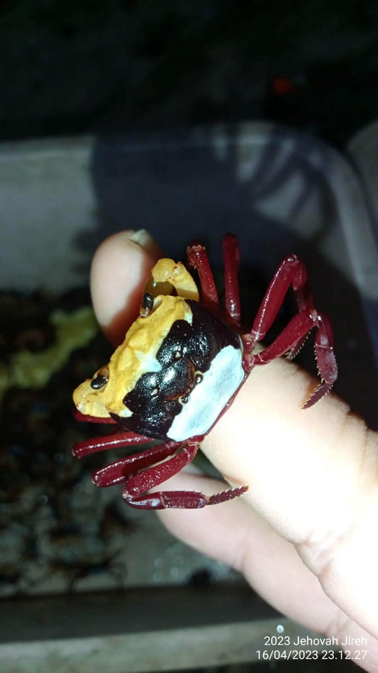 Blue Borneo Crab  (Lepidothelphusa Blue)