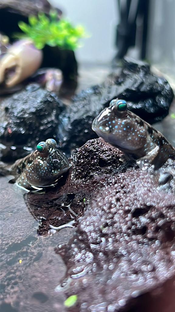 Mudskipper (Periophthalmus Gracilis )