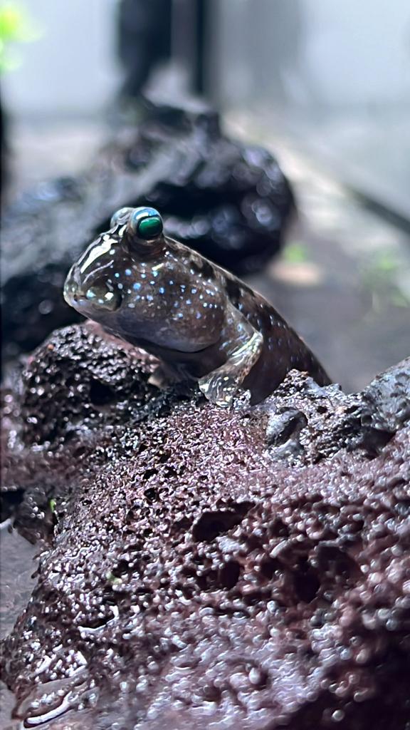Mudskipper (Periophthalmus Gracilis )