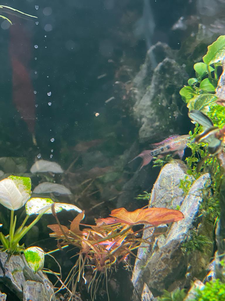 Lyretail Checkerboard Cichlid (Dicrossus filamentosus)