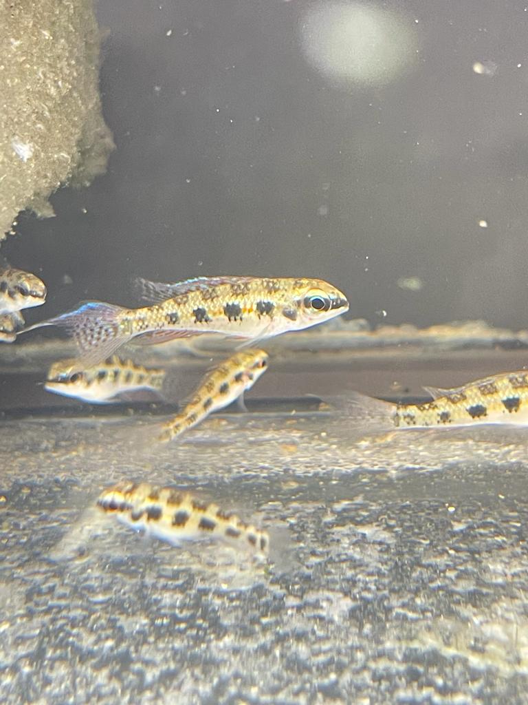 Lyretail Checkerboard Cichlid (Dicrossus filamentosus)