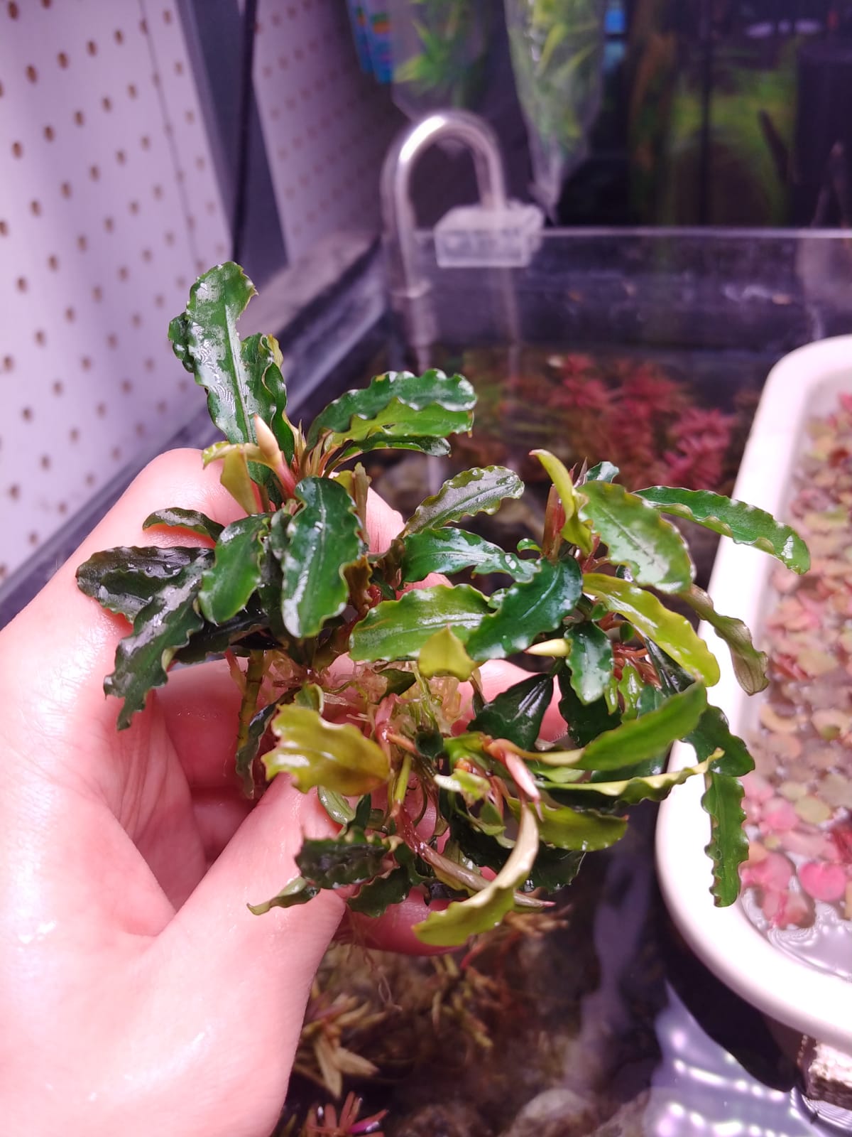 Bucephalandra Dark blue