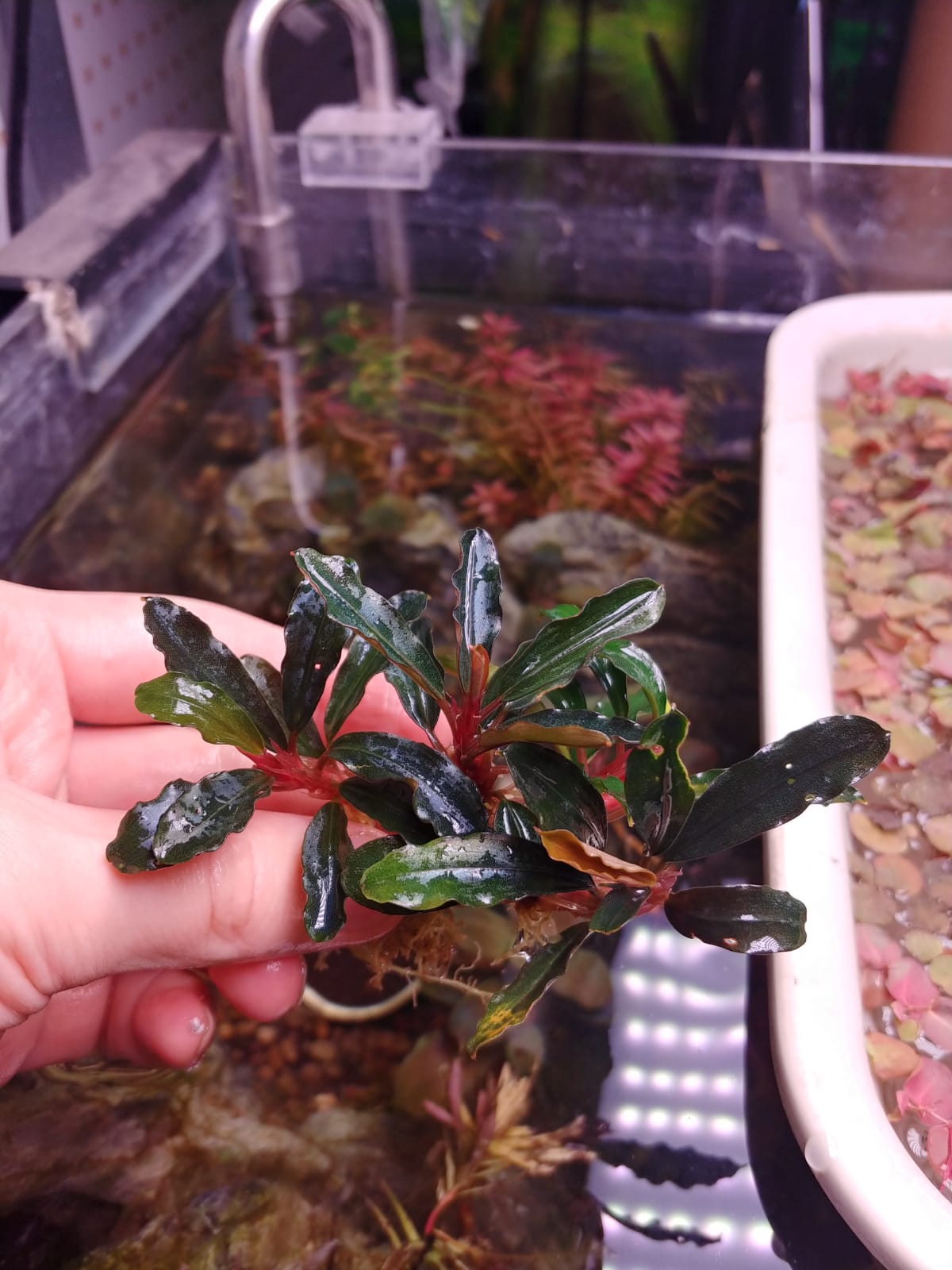 Bucephalandra Lamandau purple