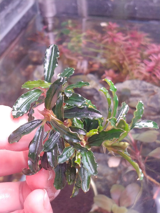 Bucephalandra Brownie mini