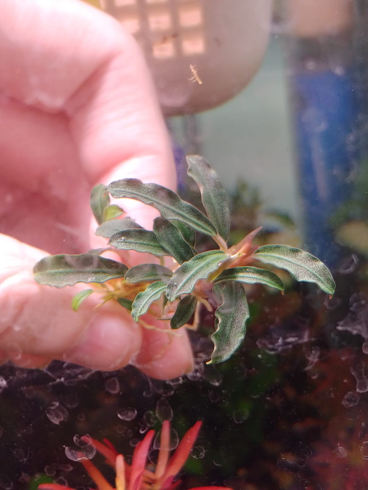 Bucephalandra Brownie mini