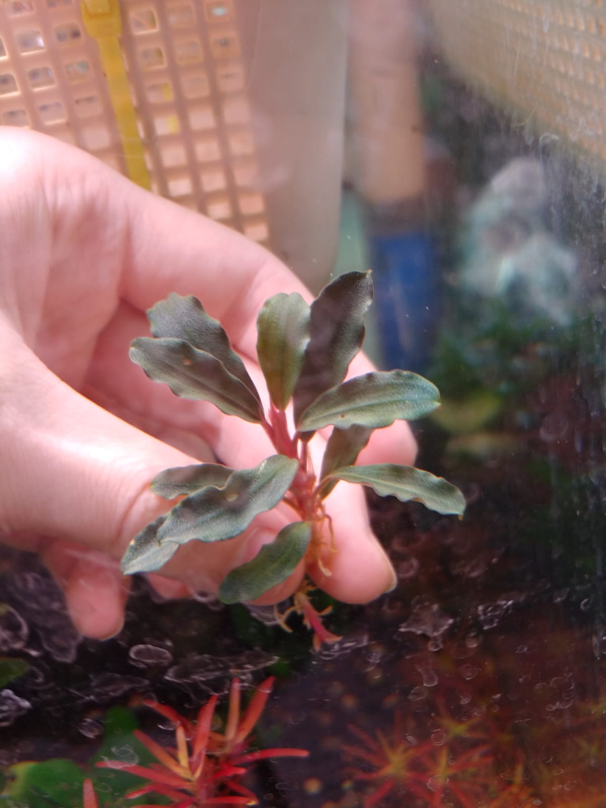Bucephalandra Lamandau purple