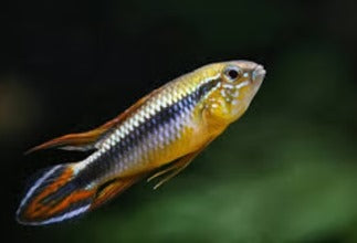 Agassizii 'White Seam Red Back'