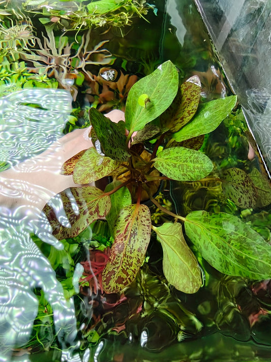 Echinodorus Little Mystery