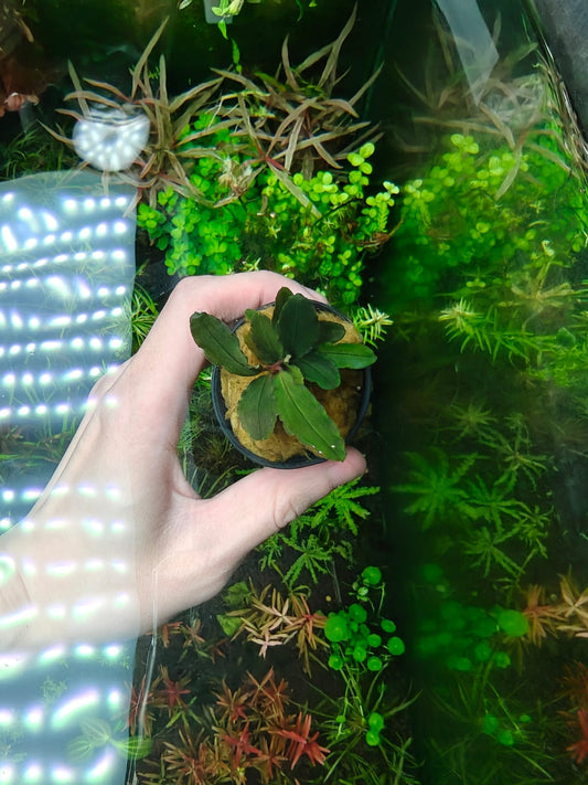 Bucephalandra purple wave