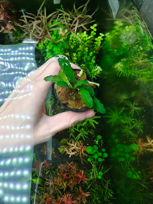 Bucephalandra Maestro blue