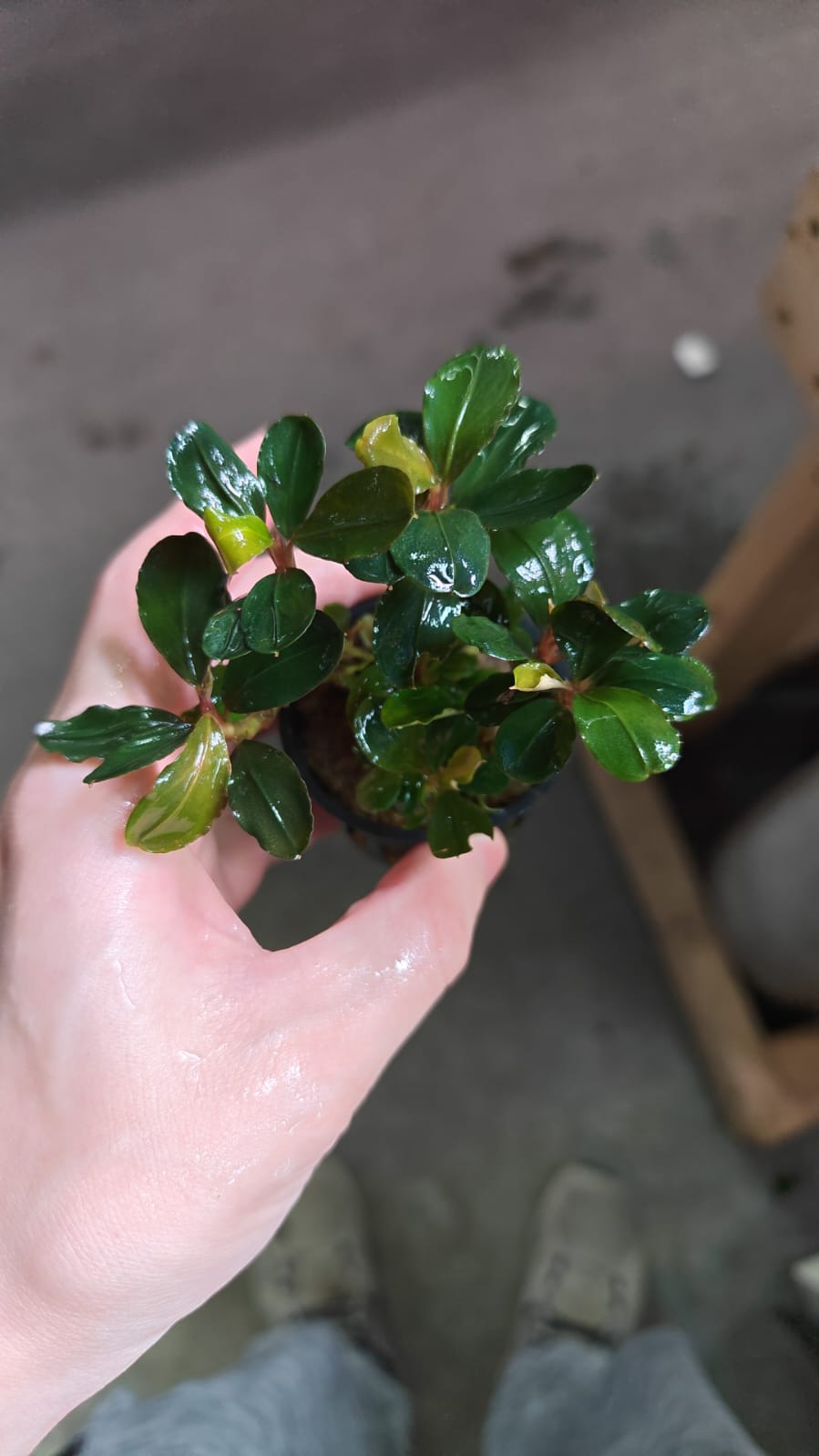 Bucephalandra Pink Melawi