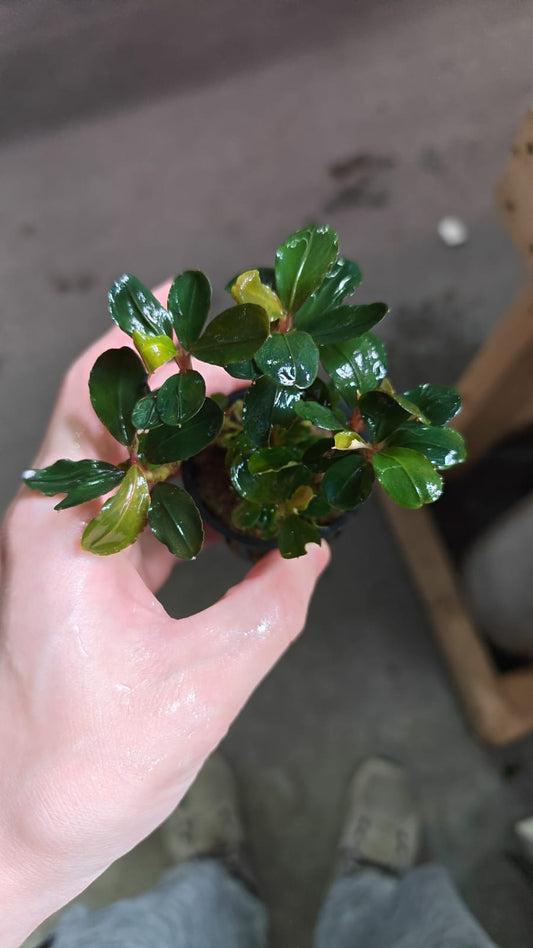 Bucephalandra Pink Melawi